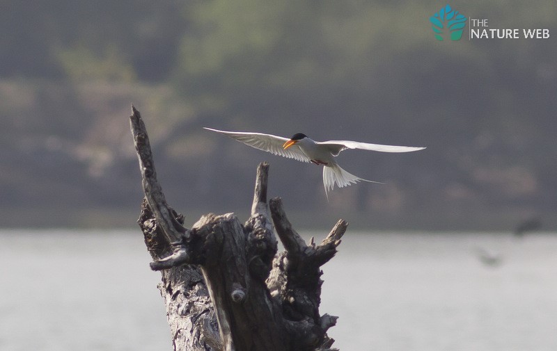 Indian River Tern